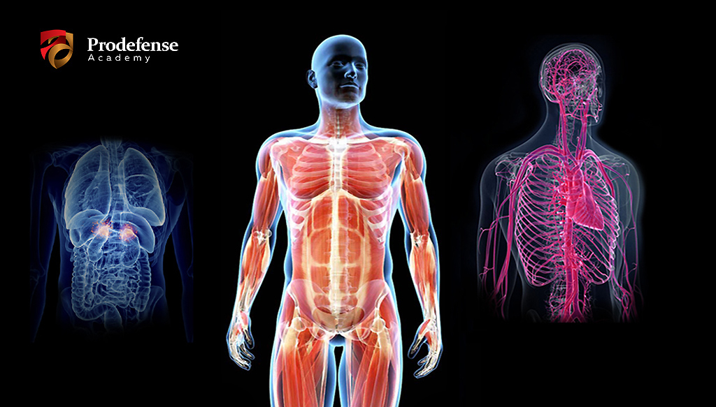 5. How does our body perform during the situations of threat or emergency?