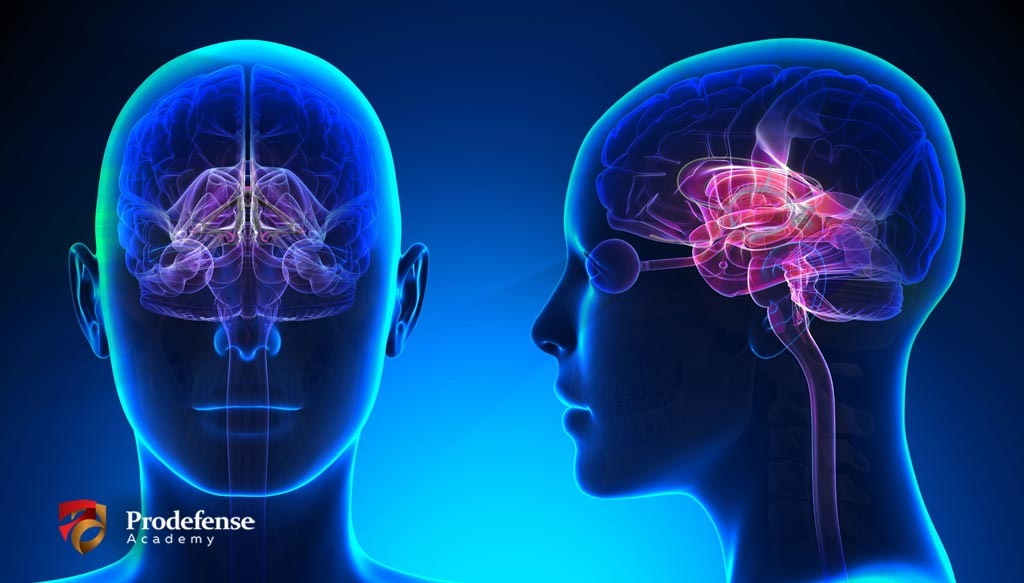 3. How is the stress response in the body triggered?