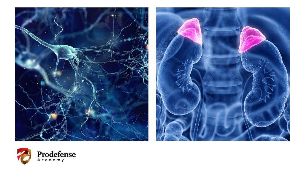 4. How does it all work?<small>Neuro-hormonal interaction "wizard"</small>