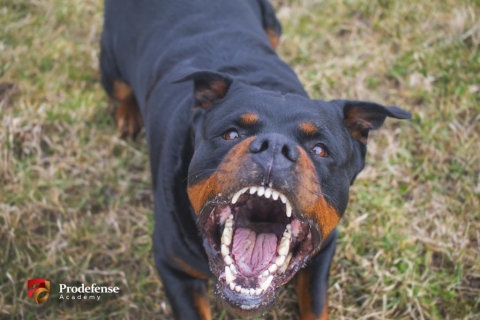 Stress response in threatening situations, emergency, violence and self-defense - PRODEFENSE ACADEMY